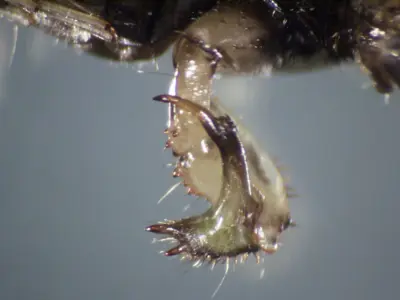 Pygmy mole cricket front leg