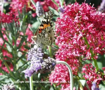 Painted lady butterfly
