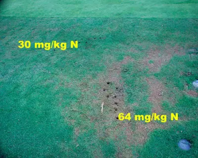 Effect of high soil nitrogen on bentgrass