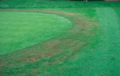 Effect of high soil nitrogen on bentgrass collar