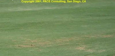 Kikuyugrass decline