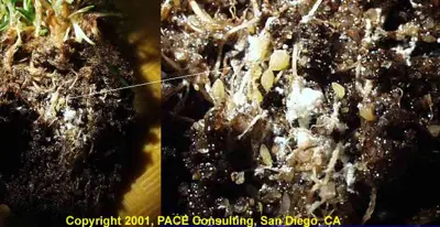 Root mealybug