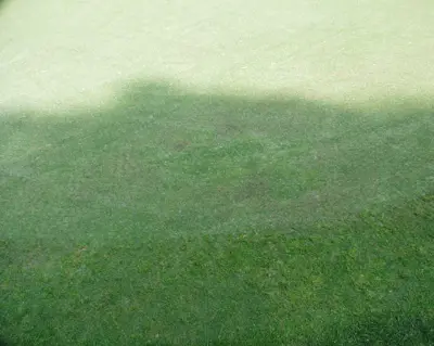 Effect of shade on bentgrass green