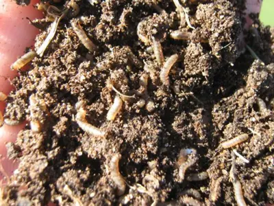 March flies on kikuyugrass