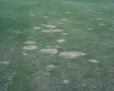 Spring dead spot  Tifway II