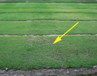 Negative effects of overseeding on turf quality