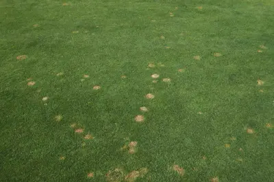 Microdochium patch