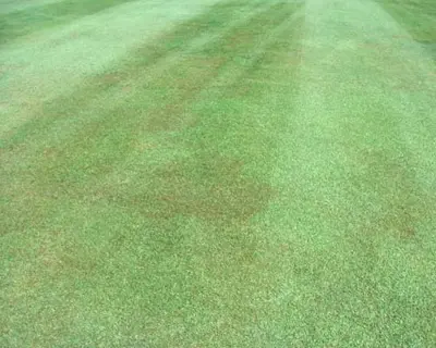 Gray leaf spot