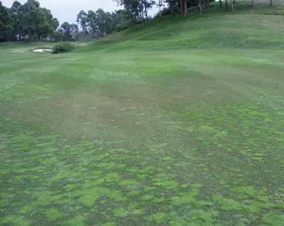 Gray leaf spot on ryegrasss overseeded fairway