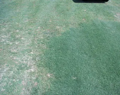 Kikuyugrass and bermudagrass