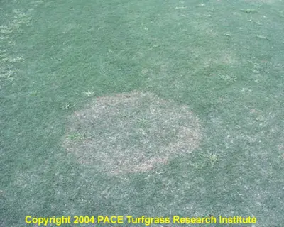 Brown patch, Bipolaris