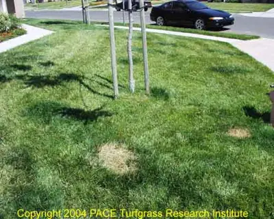 Urine damage