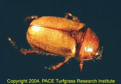 Masked chafer adult