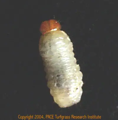 Billbug larva or grub