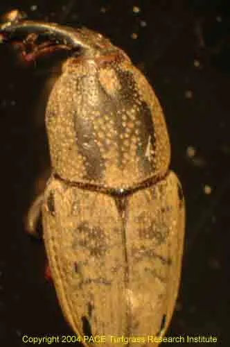 Phoenician billbug adult