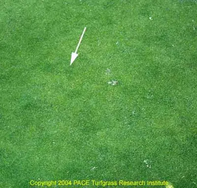 Aerification