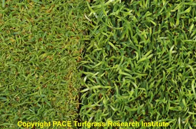 Poa annua: coarse vs. fine texture