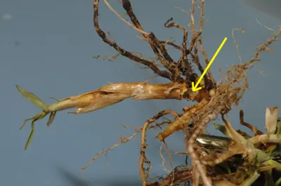 Billbug damage