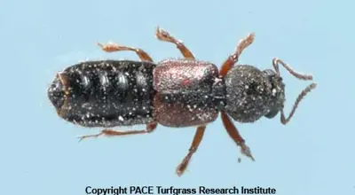 Rove beetle