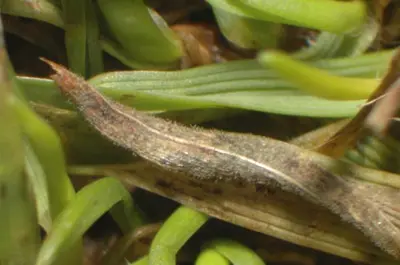 Gray leaf spot