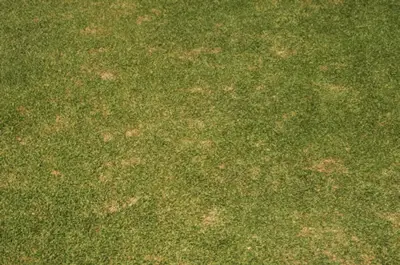 Billbug damage