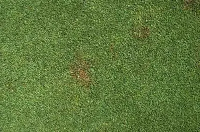 Anthracnose