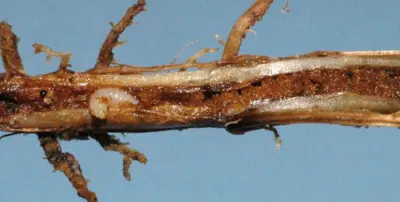 Billbug grub