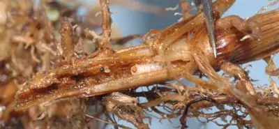 Billbug grub