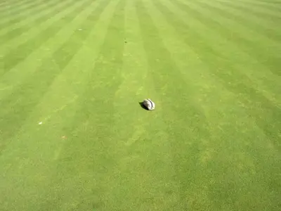 Algae on A4 bentgrass