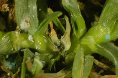 Anthracnose