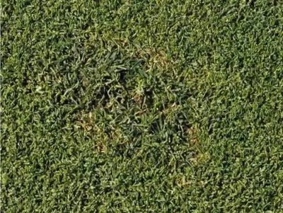 Summer patch
