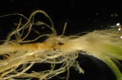 Crown anthracnose