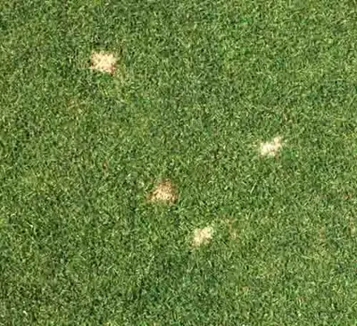 Ball marks