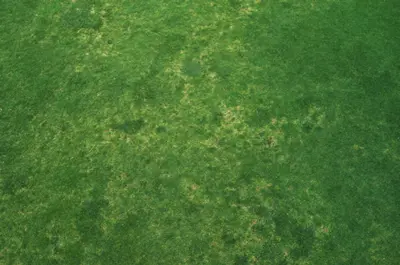 Anthracnose