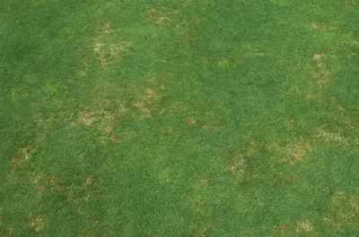 Rapid blight