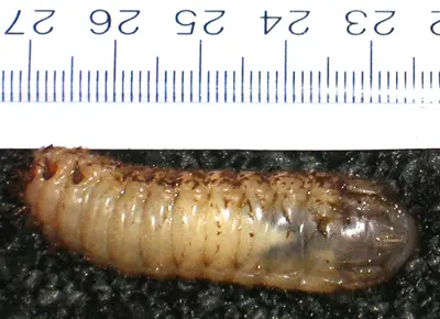 Green june beetle larva