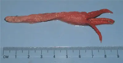 Octopus stink horn