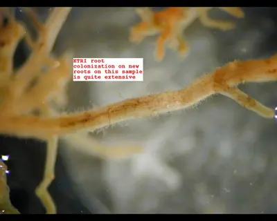 Ectotrophic fungus