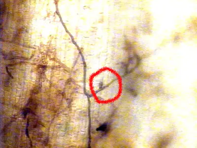Ectotrophic fungus