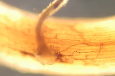 Ecotrophic fungus