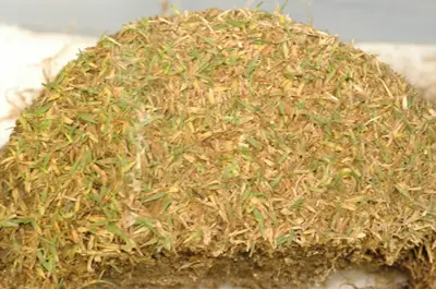 Tifeagle disease