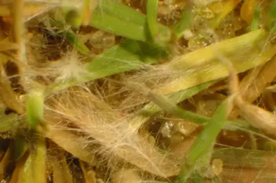 Tifeagle disease