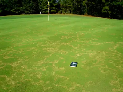 Mini ring disease