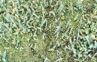 Silvery thread moss