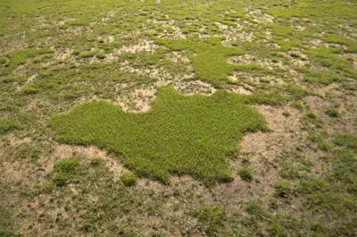 Brown patch on kikuyugrass