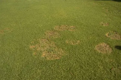 Brown patch kikuyugrass