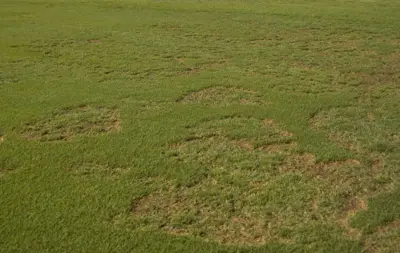 Brown patch on kikuyugrass