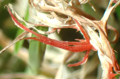 Red thread