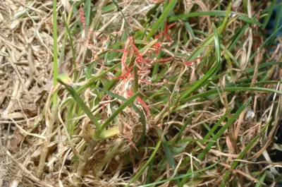 Red thread