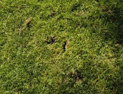 Crow damage